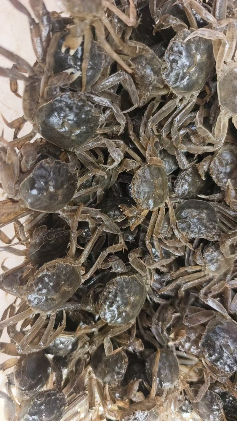 盘锦蟹苗辽蟹苗成活率高稻田蟹苗河蟹苗品种齐全
