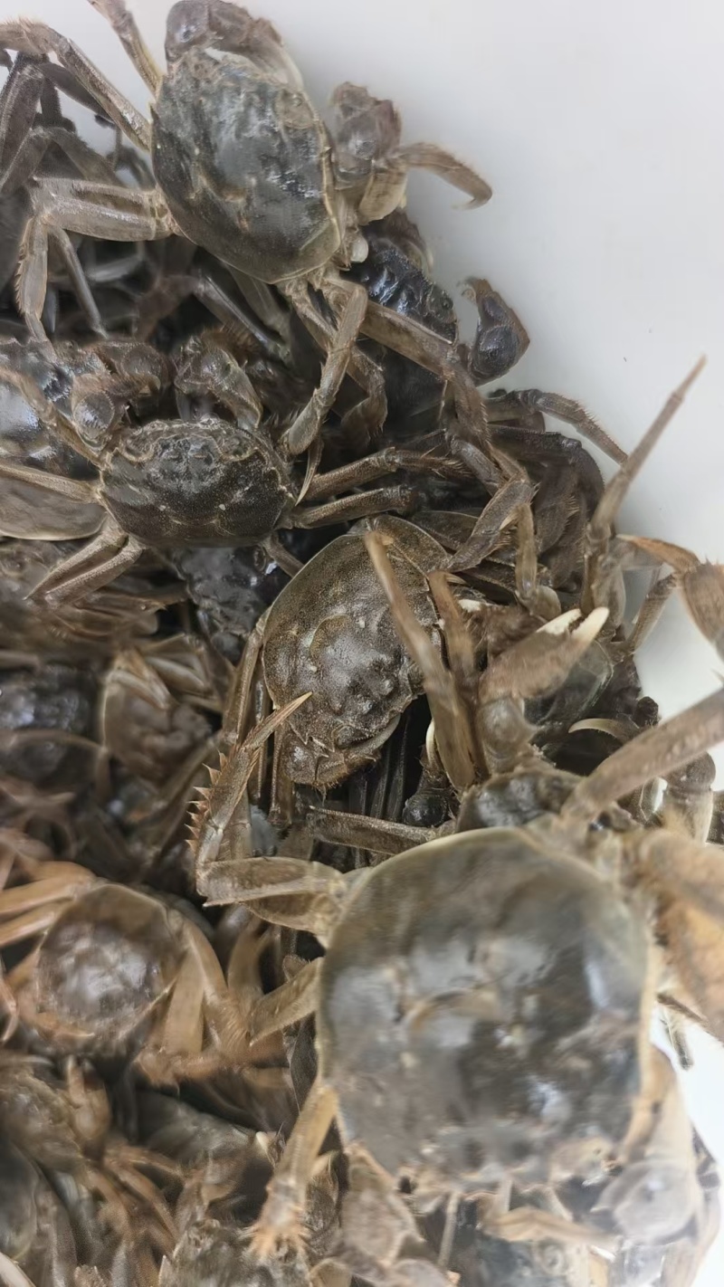 盘锦蟹苗辽蟹苗成活率高稻田蟹苗河蟹苗品种齐全