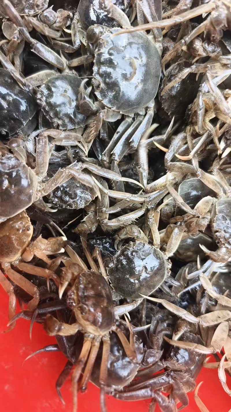 盘锦蟹苗辽蟹苗成活率高稻田蟹苗河蟹苗品种齐全