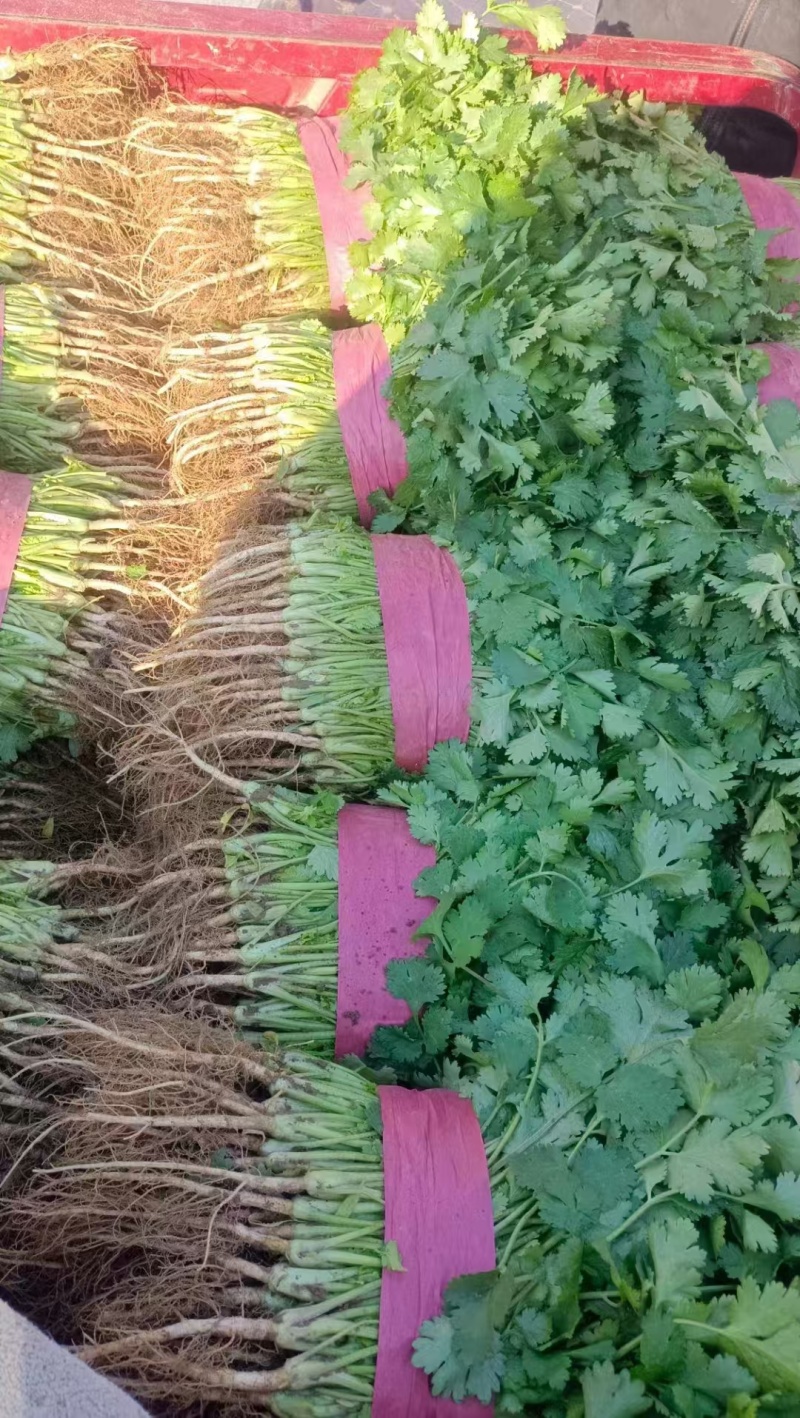 河北邯郸大叶香菜大量上市产地发货一手货源充足，量大从优