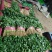 河北邯郸大叶香菜大量上市产地发货一手货源充足，量大从优
