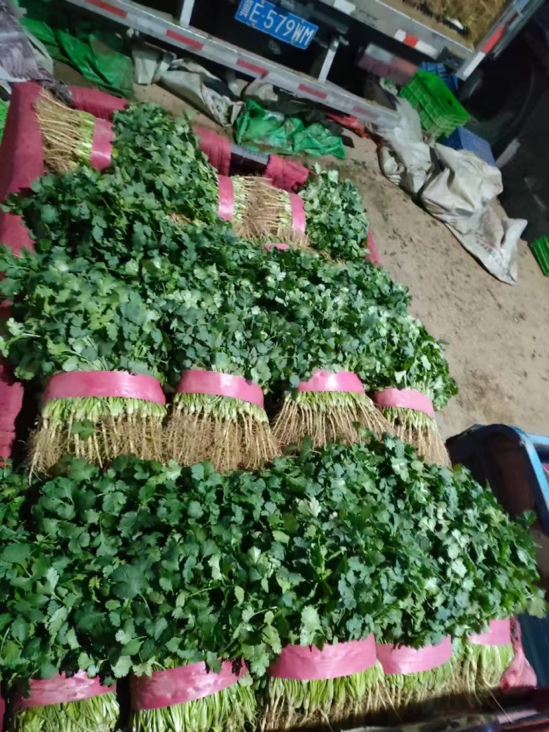 河北邯郸大叶香菜大量上市产地发货一手货源充足，量大从优