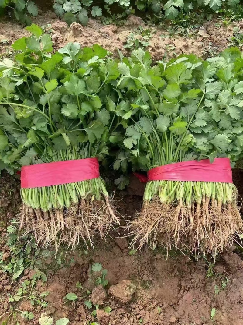 河北邯郸大叶香菜大量上市产地发货一手货源充足，量大从优