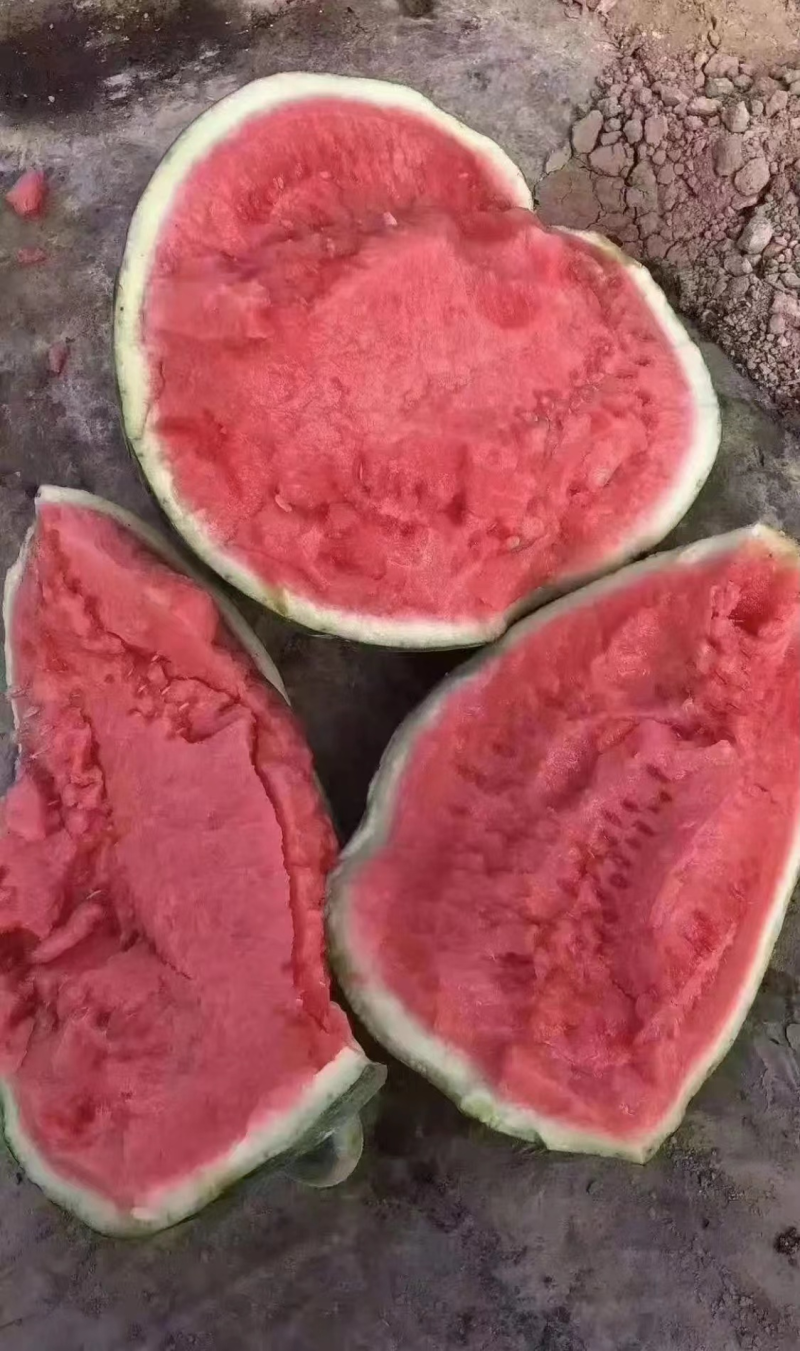 【量大从优】东台美都西瓜美都西瓜皮薄多汁大量现货上市