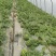 8424西瓜本苗头茬瓜即将上市产地现摘现发一手货源