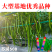 【正品保证】苏润508线椒种子基地**超长线椒种籽