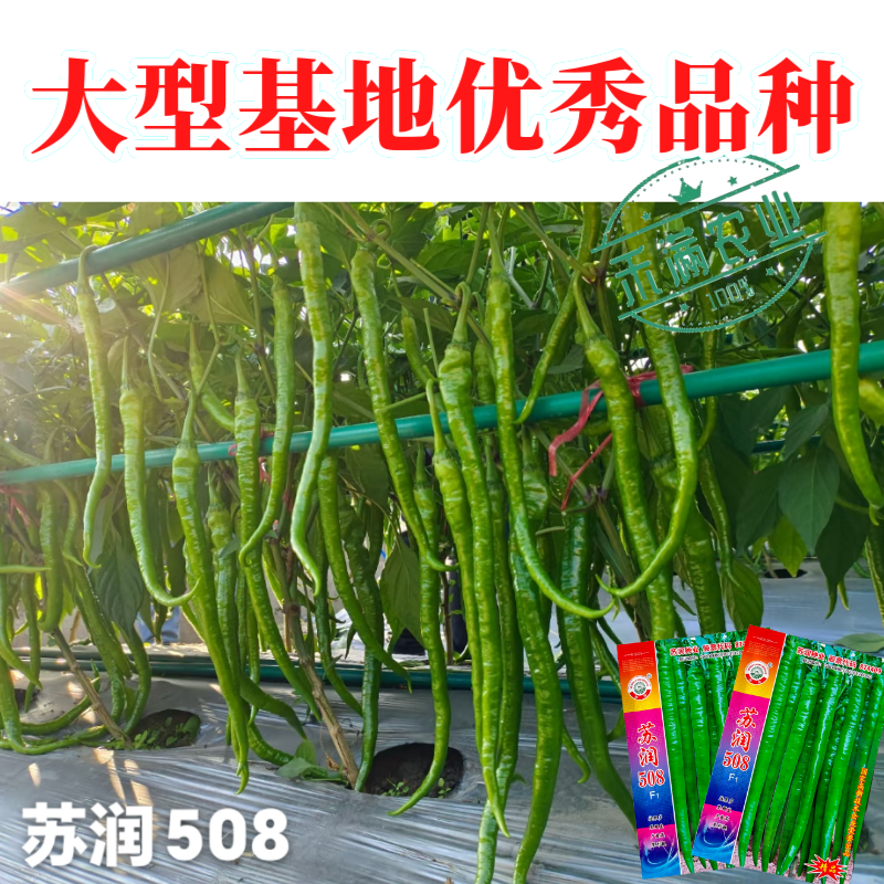 【正品保证】苏润508线椒种子基地**超长线椒种籽
