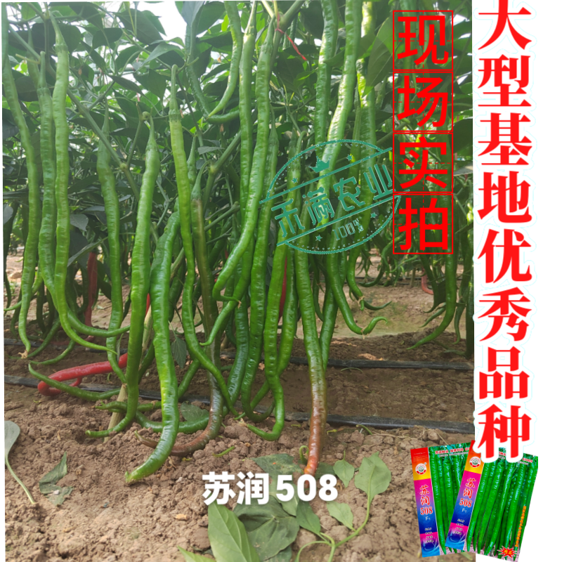 【正品保证】苏润508线椒种子基地**超长线椒种籽