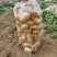 【实力货源】希森土豆沃土5品种齐全产地一手货源价格优惠