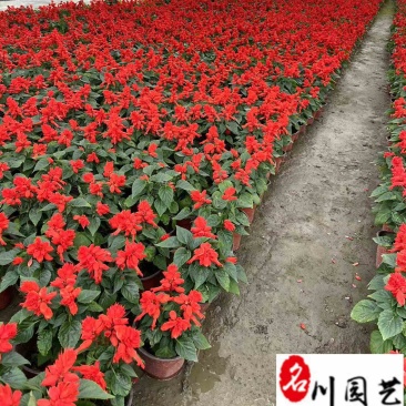 一串红杯苗盆苗批发成都一串红产地直供四川时令草花批发
