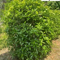 成都出售大量桂花球精品地笼桂桂花球桂花笼子量大价优