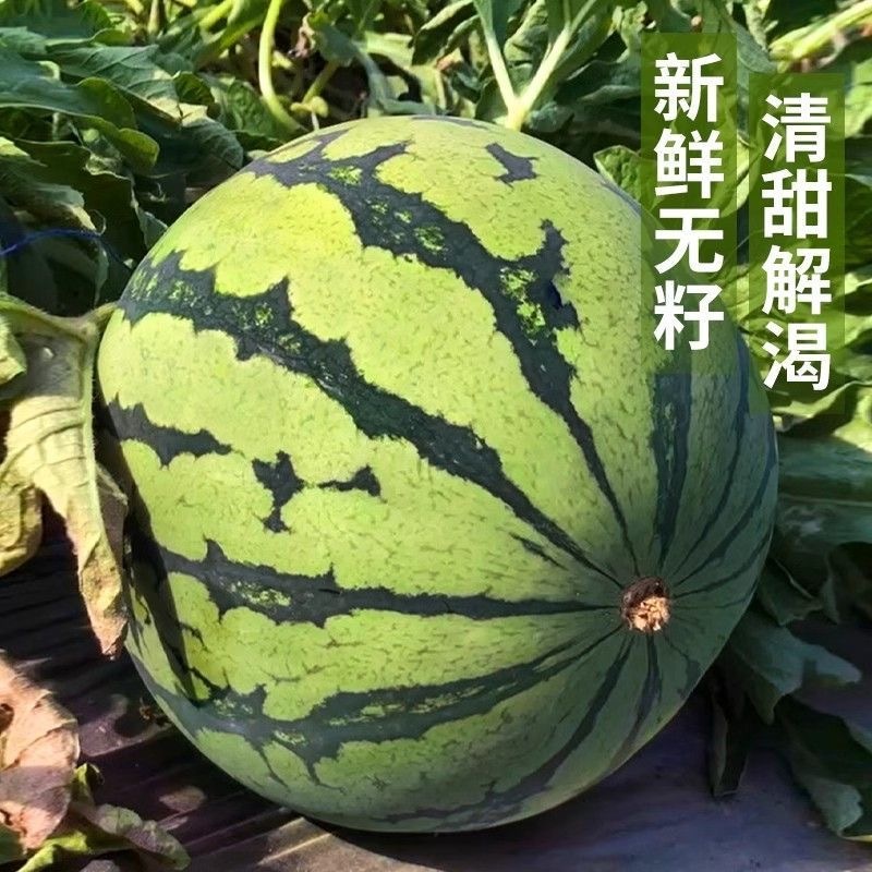 【热卖中】东台嘉年华西瓜现货供应一条龙服务整车发货批发