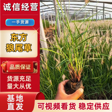 东方狼尾草基地直发品种齐全技术指导量大优惠对接全国