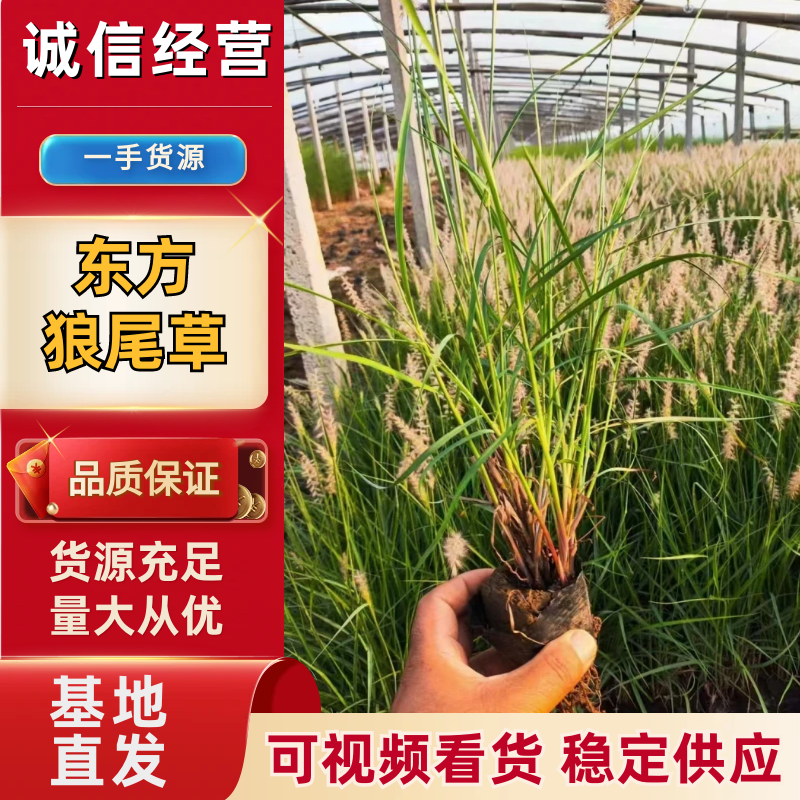 东方狼尾草基地直发品种齐全技术指导量大优惠对接全国