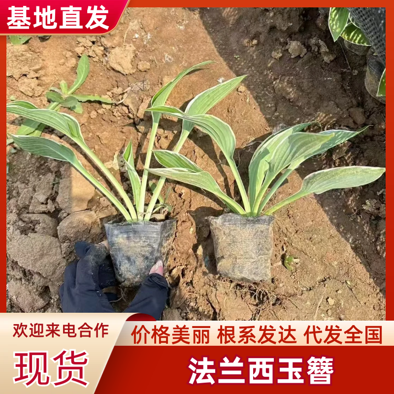 法兰西玉簪基地直发品种齐全技术指导量大优惠对接全国