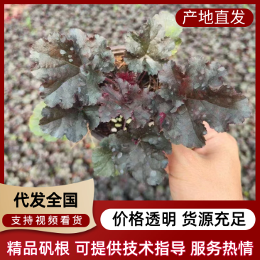 矾根精品矾根基地直发品种齐全技术指导量大优惠