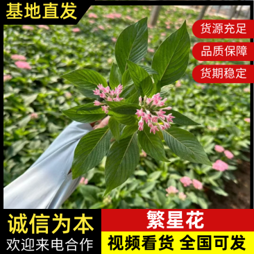 繁星花基地直发品种齐全技术指导量大优惠对接全国