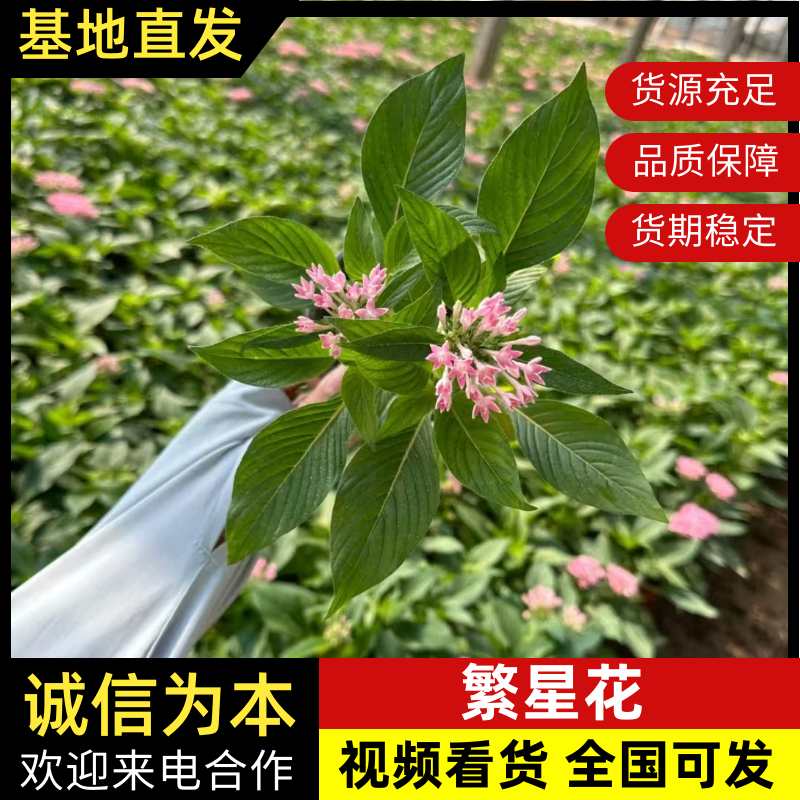 繁星花基地直发品种齐全技术指导量大优惠对接全国