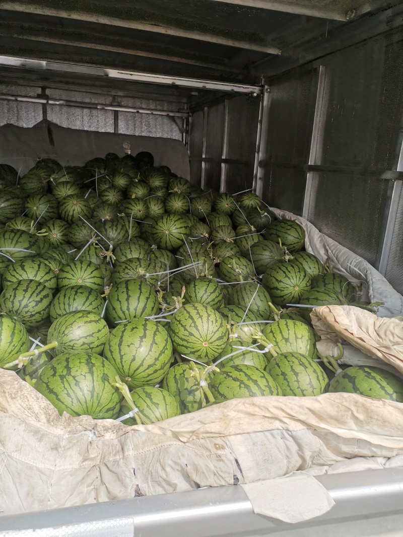 辽宁小西瓜小糖丸西瓜基地直销量大质优价格优惠一手货源