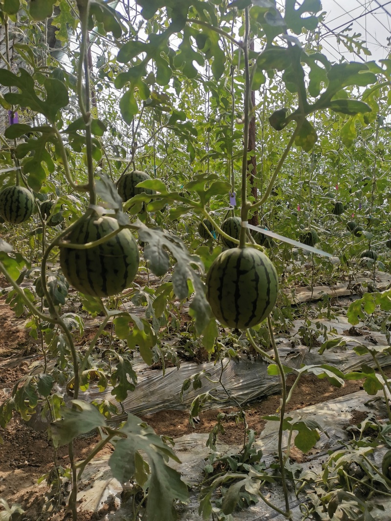 辽宁小西瓜小糖丸西瓜基地直销量大质优价格优惠一手货源