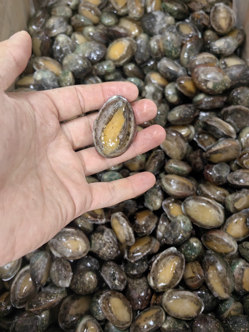 鲜活速冻鲍鱼60-80头鲍鱼工厂供应海鲜水产冻品批发