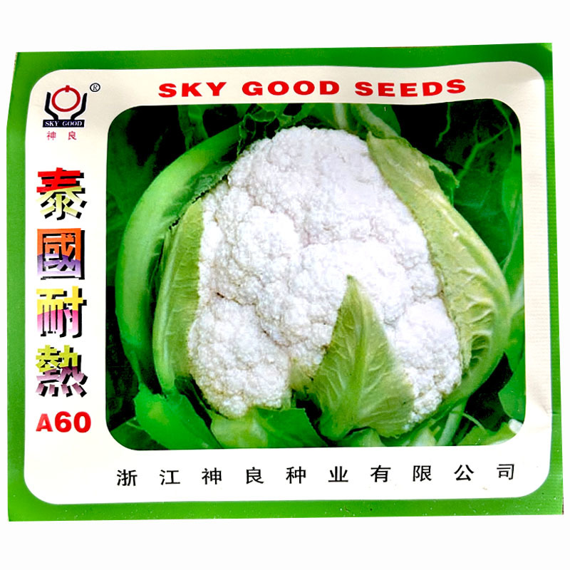 菜花种子泰国耐热A60菜花夏季品种结球紧实株型矮壮
