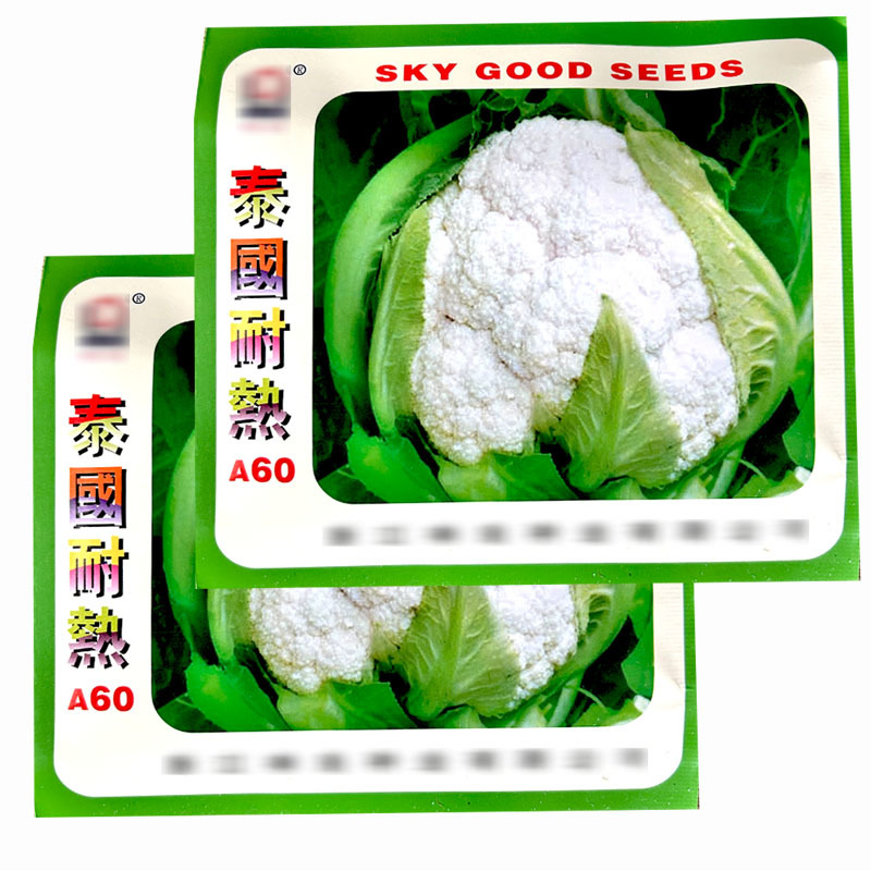 菜花种子泰国耐热A60菜花夏季品种结球紧实株型矮壮