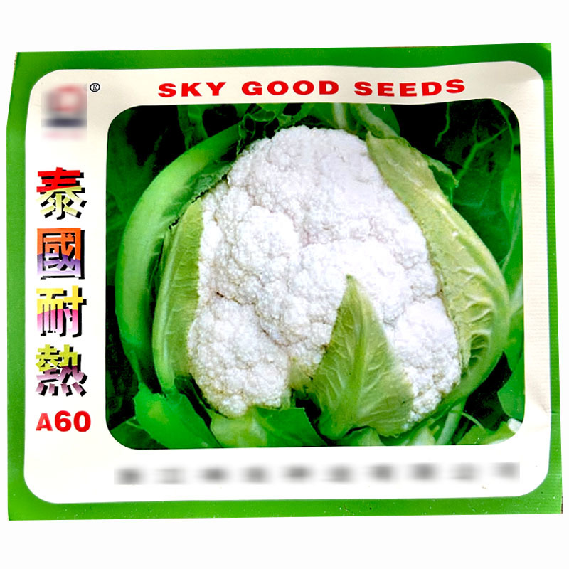 菜花种子泰国耐热A60菜花夏季品种结球紧实株型矮壮