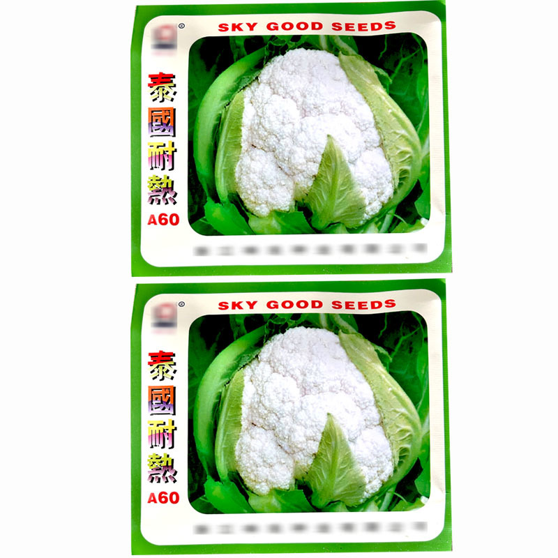 菜花种子泰国耐热A60菜花夏季品种结球紧实株型矮壮