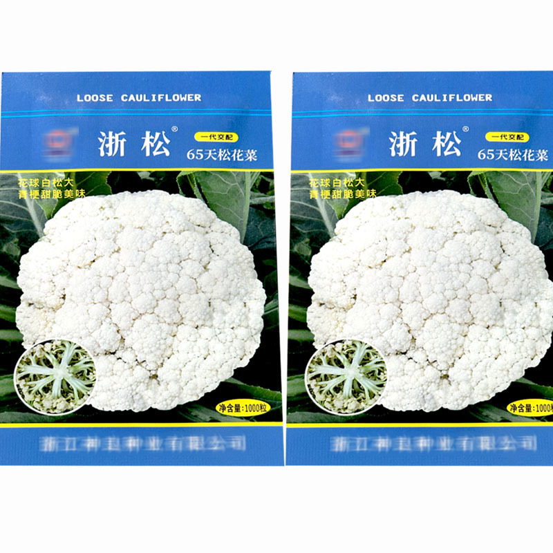 浙松65天青梗花椰菜种子1000粒早中熟耐热白菜花种子