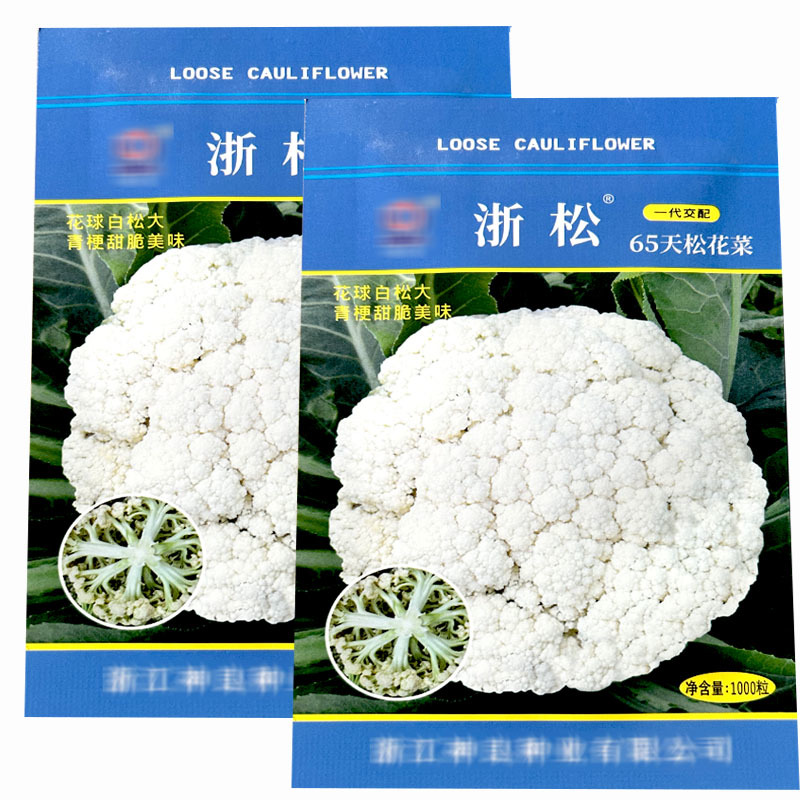浙松65天青梗花椰菜种子1000粒早中熟耐热白菜花种子