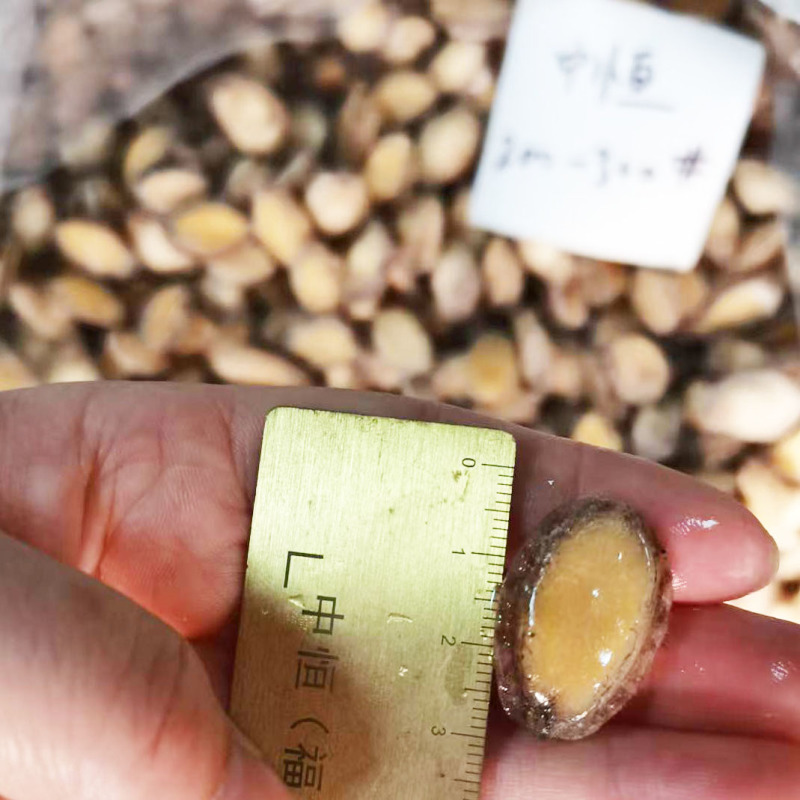 鲍鱼肉新鲜200-300头小鲍鱼速冻海鲜粽子红烧食材批发