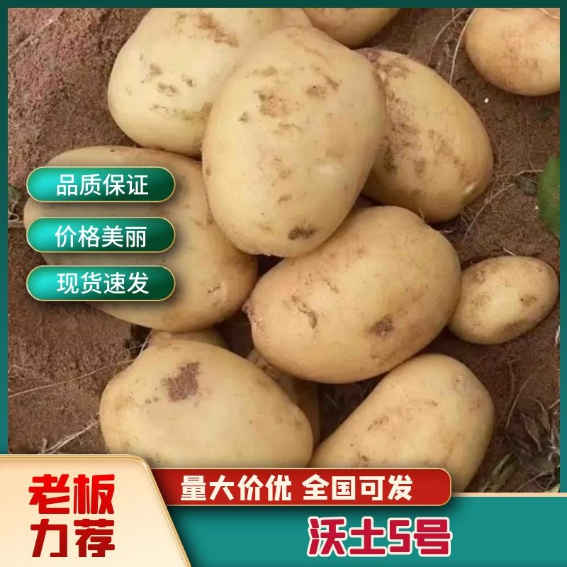 《荐》沃5河南精品土豆产地直销价格可议欢迎老板前来选购