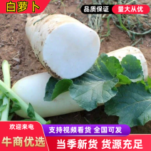 【精准】精品白萝卜白萝卜产地直销批发价格支持发货