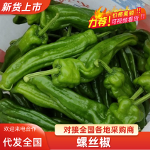 江苏螺丝椒南通海门薄皮椒基地大量供应欢迎考察