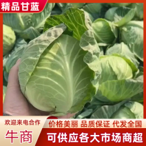 江苏南通海门中甘甘蓝产地直销大量现货质量保证代发全国
