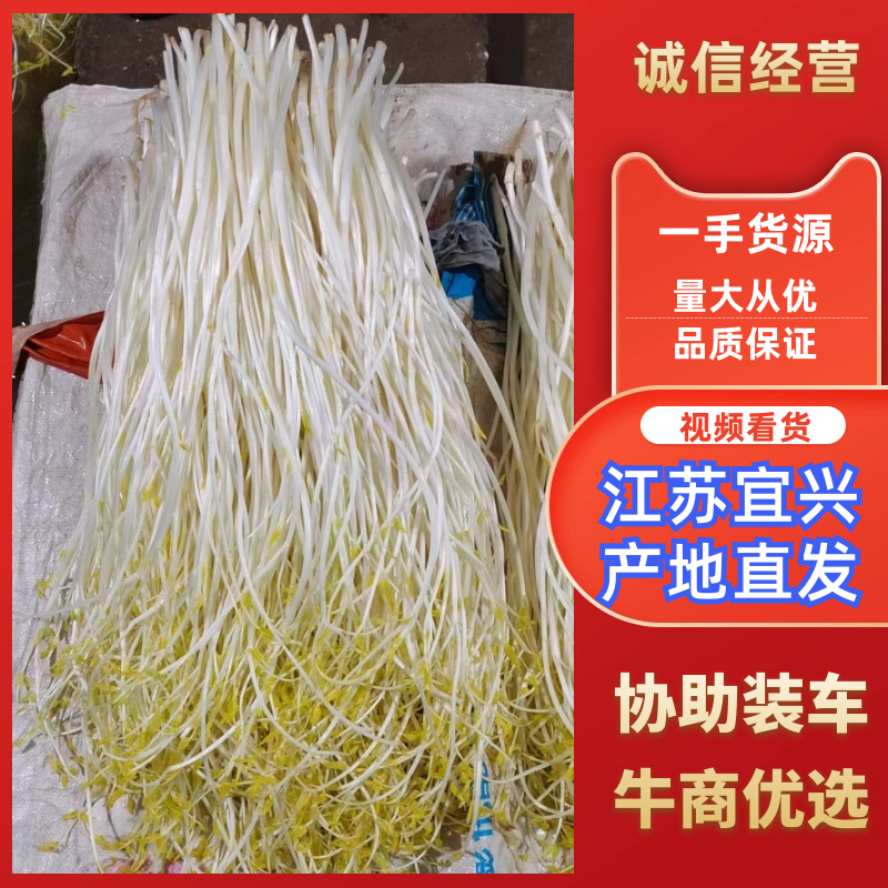 【优选】溧阳优质白芹大量供应品质保障诚信为本