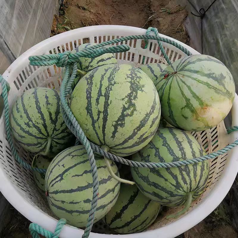 东台美都西瓜/有籽嘉年华5号/产地直发/欢迎来电咨询合作