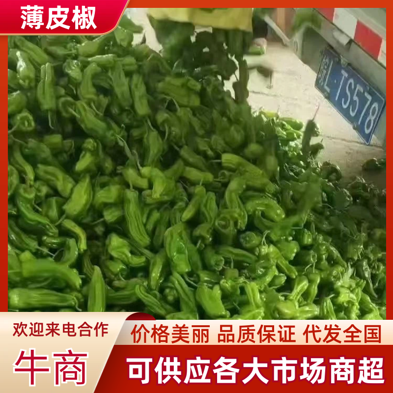 精品薄皮辣椒薄皮青椒大量上市，产地直发一手货源量大从优