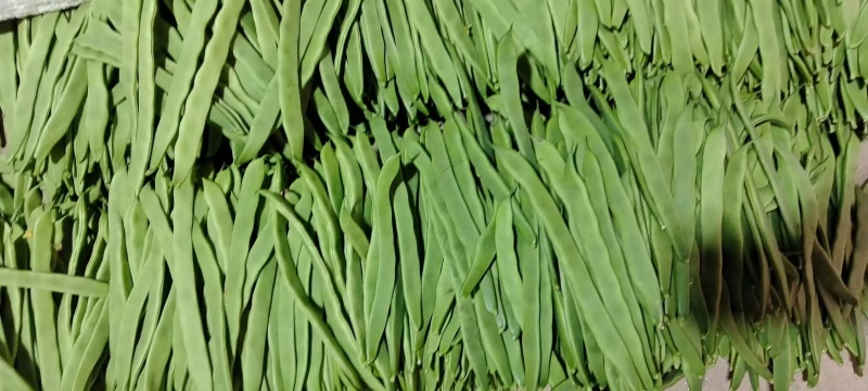 山东济南芸豆，大量出售，价格优美欢迎全国采购商联系
