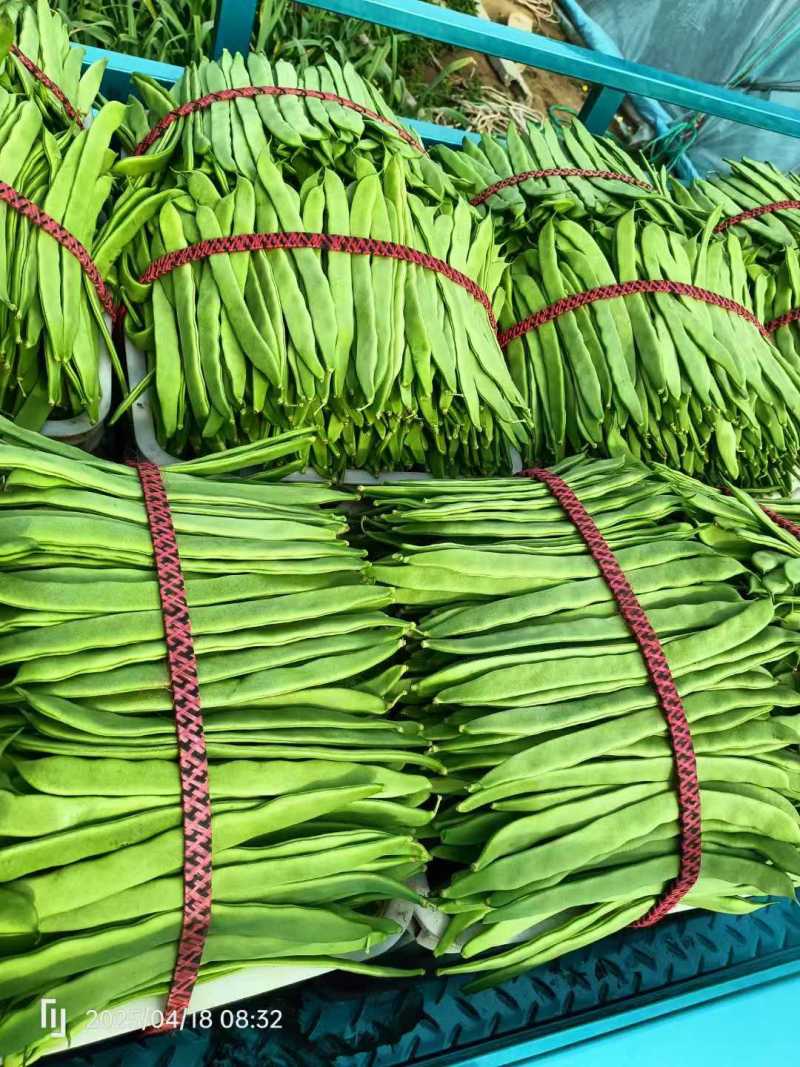 山东济南芸豆，大量出售，价格优美欢迎全国采购商联系