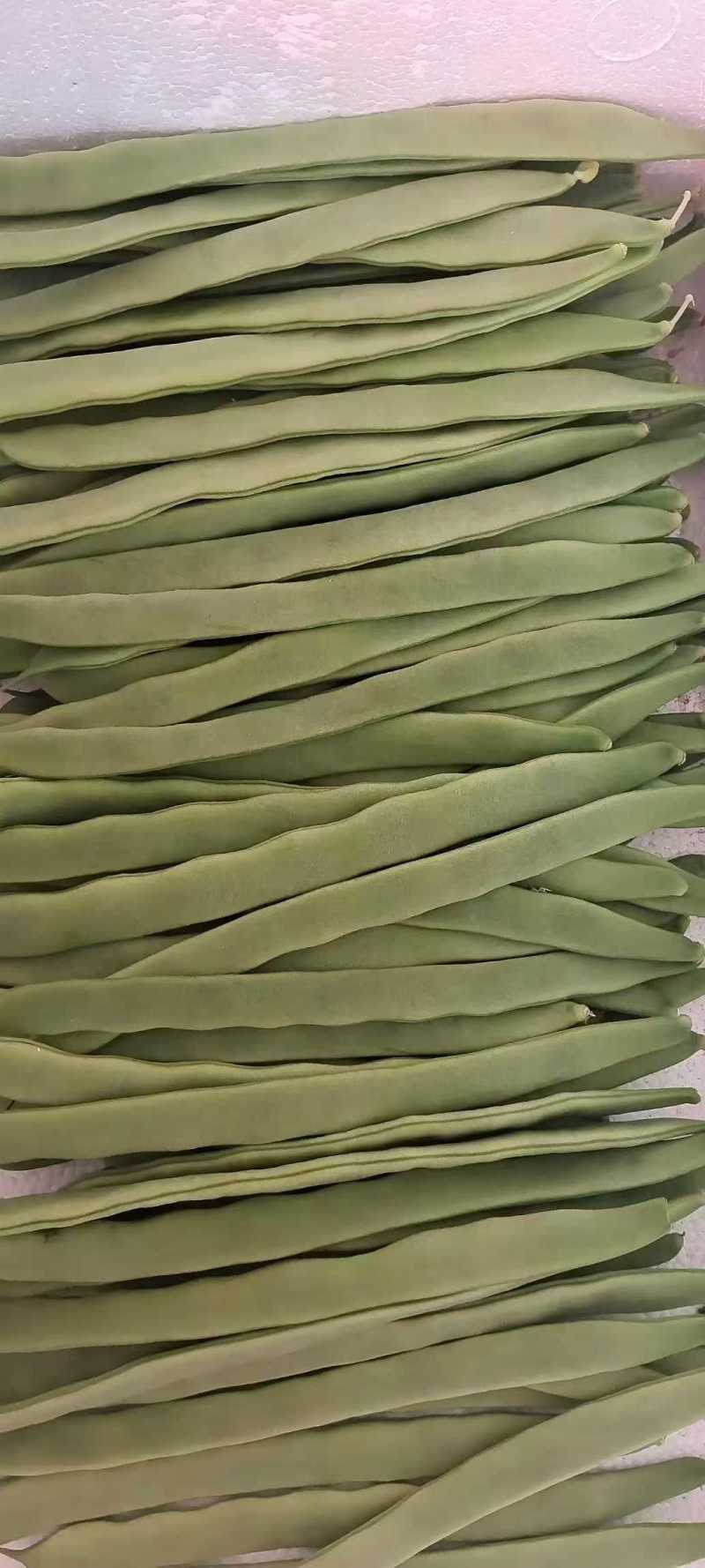 山东济南芸豆，大量出售，价格优美欢迎全国采购商联系