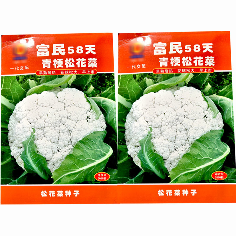 富民58天青梗松花菜种子早熟耐热耐湿大田基地品种