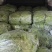 山东济南芸豆，大量出售，价格优美欢迎全国采购商联系