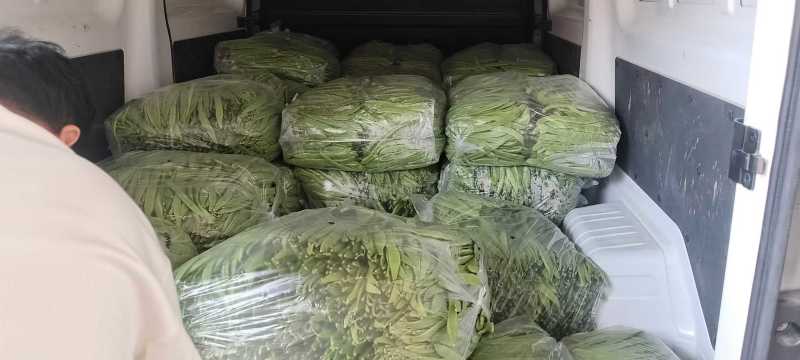 山东济南芸豆，大量出售，价格优美欢迎全国采购商联系