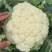 精品菜花通许花菜白面青梗产地直发