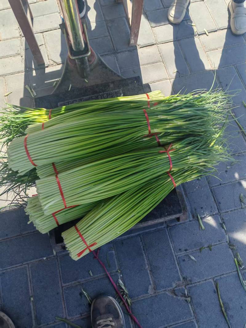 【红帽蒜薹】商丘原产地供货货量大全国接单条形好长直可以打