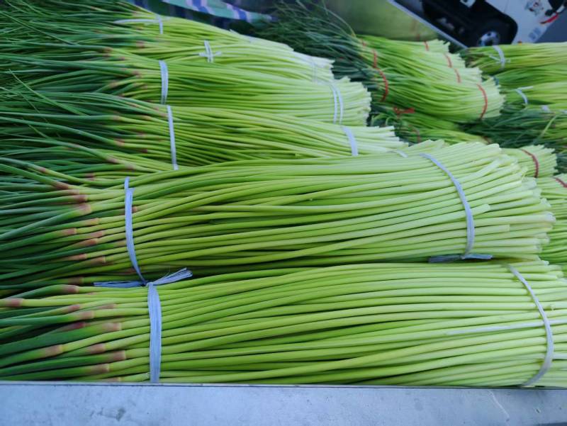 【红帽蒜薹】商丘原产地供货货量大全国接单条形好长直可以打