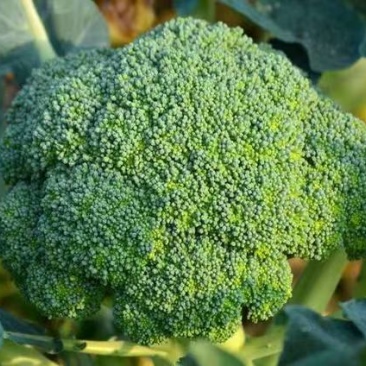 精品炎秀西蓝花西兰花甘蓝产地直发价格实惠欢迎联系