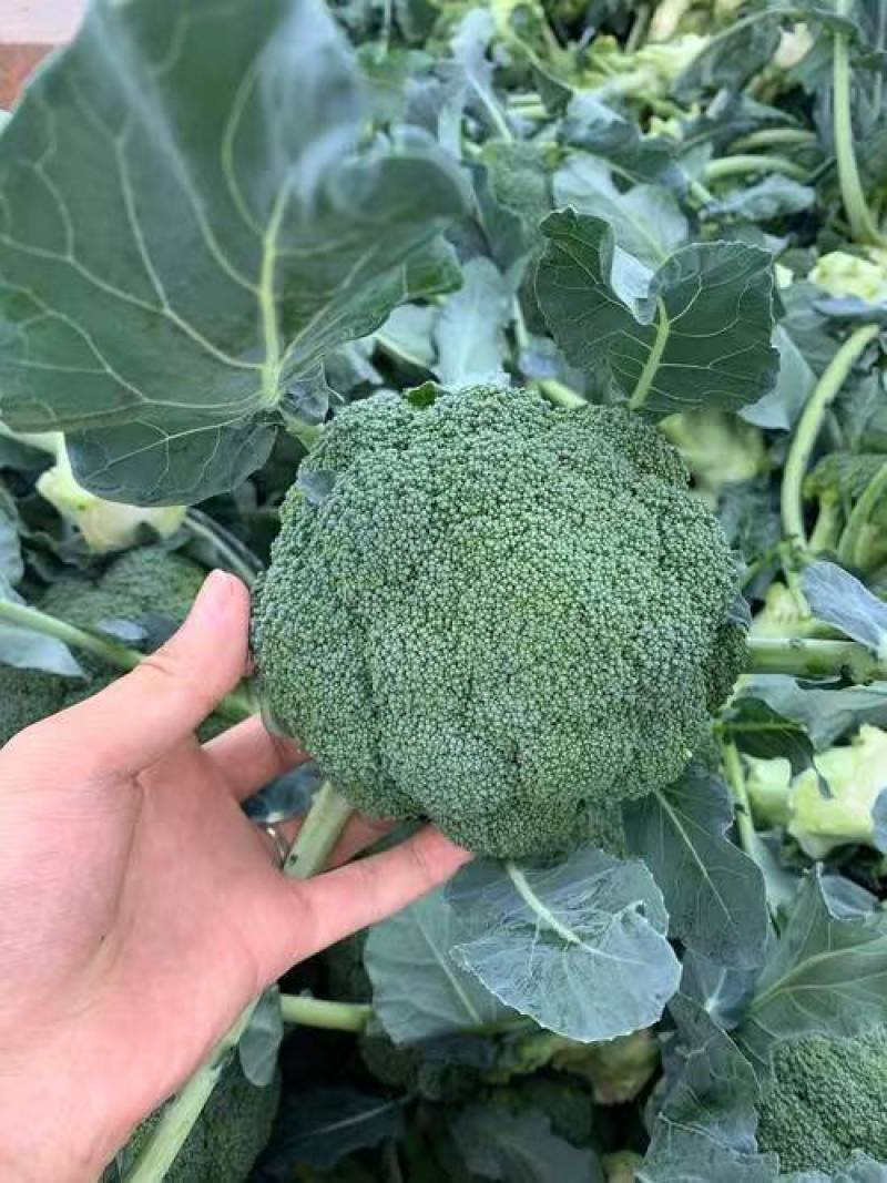 推荐东台精品炎秀西蓝花西兰花口感好价格实惠欢迎联系